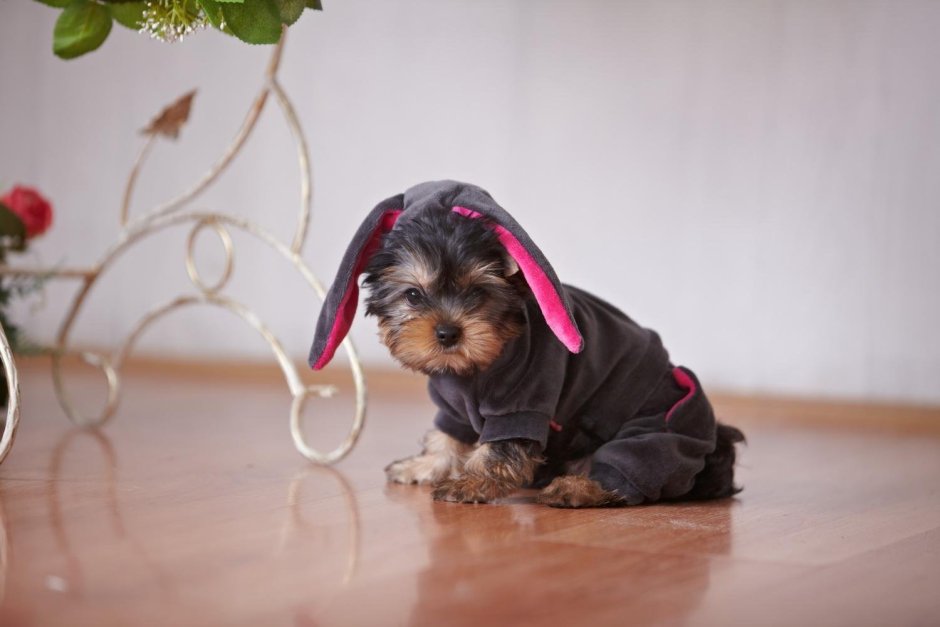 Йоркширский терьер красивый