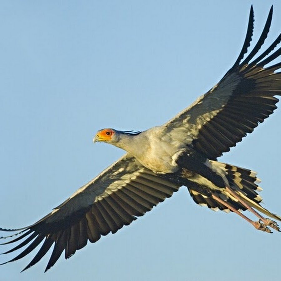 Птица секретарь в саванне