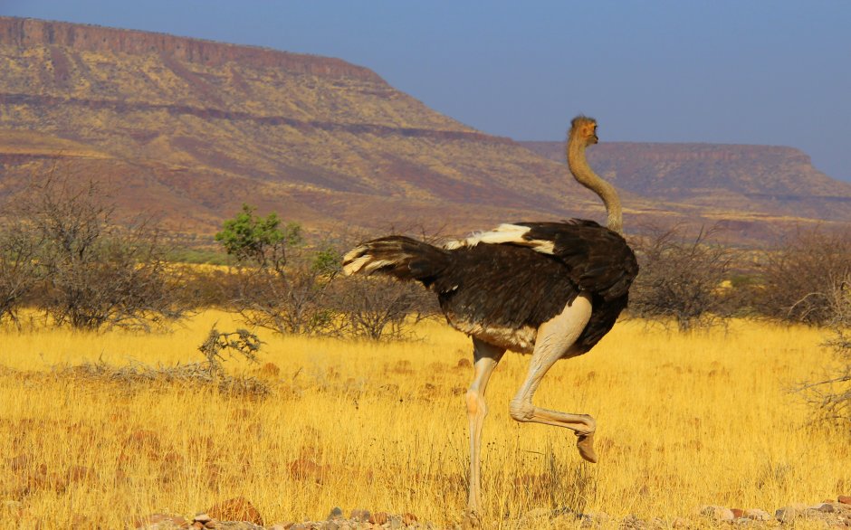 Саванны Африки Африканский страус