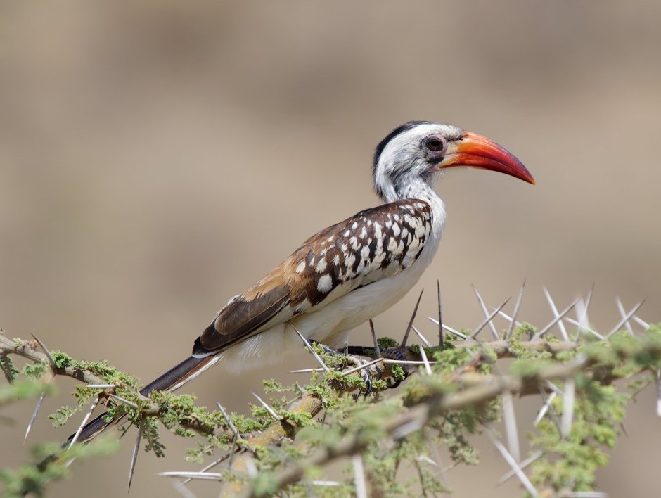 Tockus erythrorhynchus