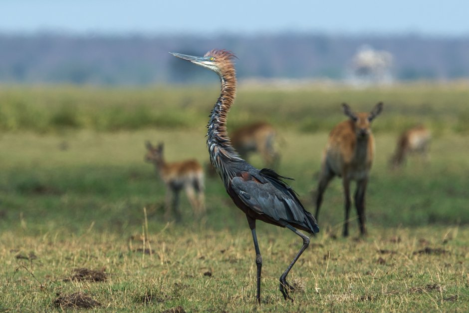 Парк Серенгети птицы