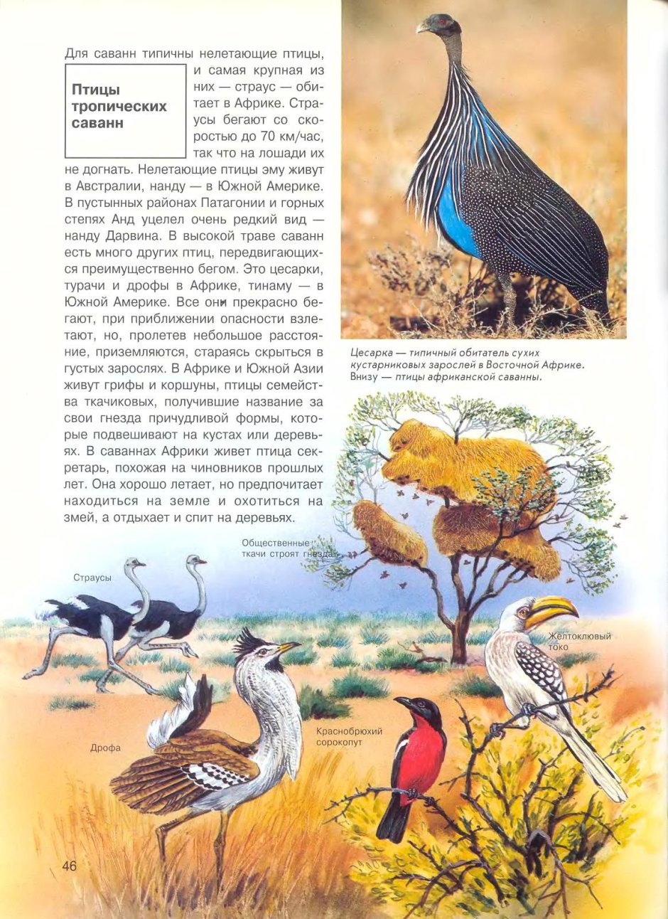 Птицы живущие в саванне