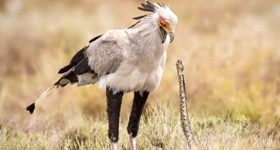 Птица-секретарь Sagittarius serpentarius