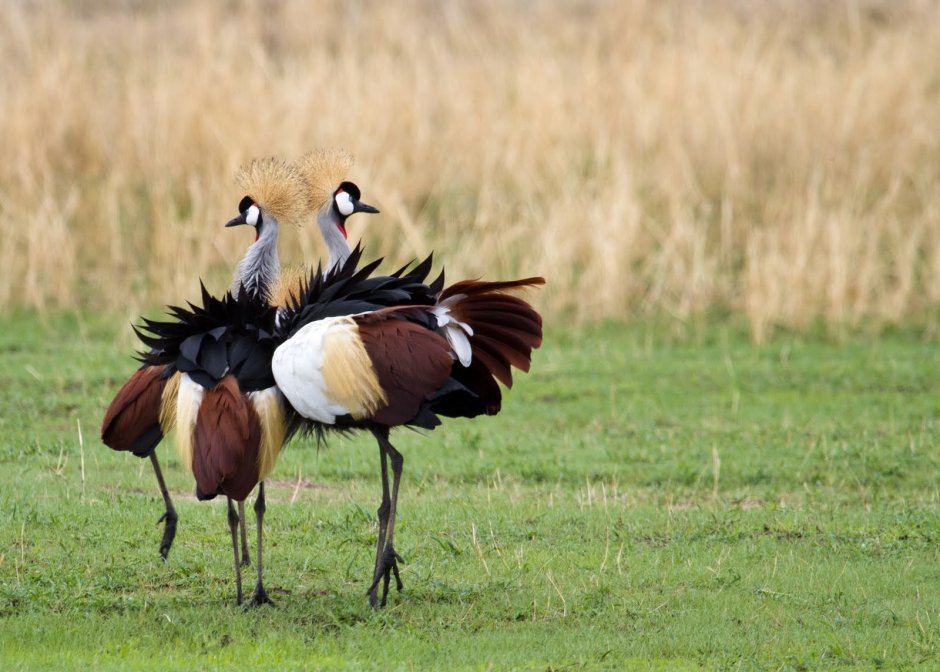 Венценосный журавль Африки