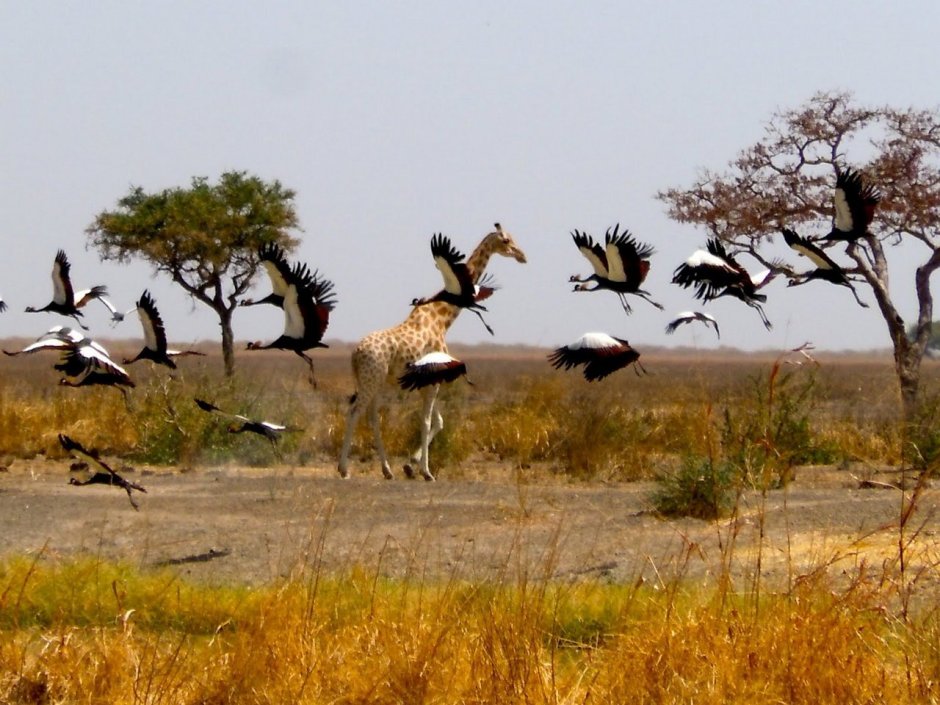 Национальный парк Бенуэ