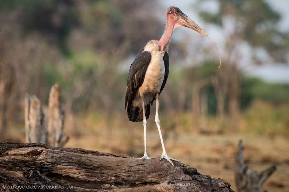 Птицы саванны