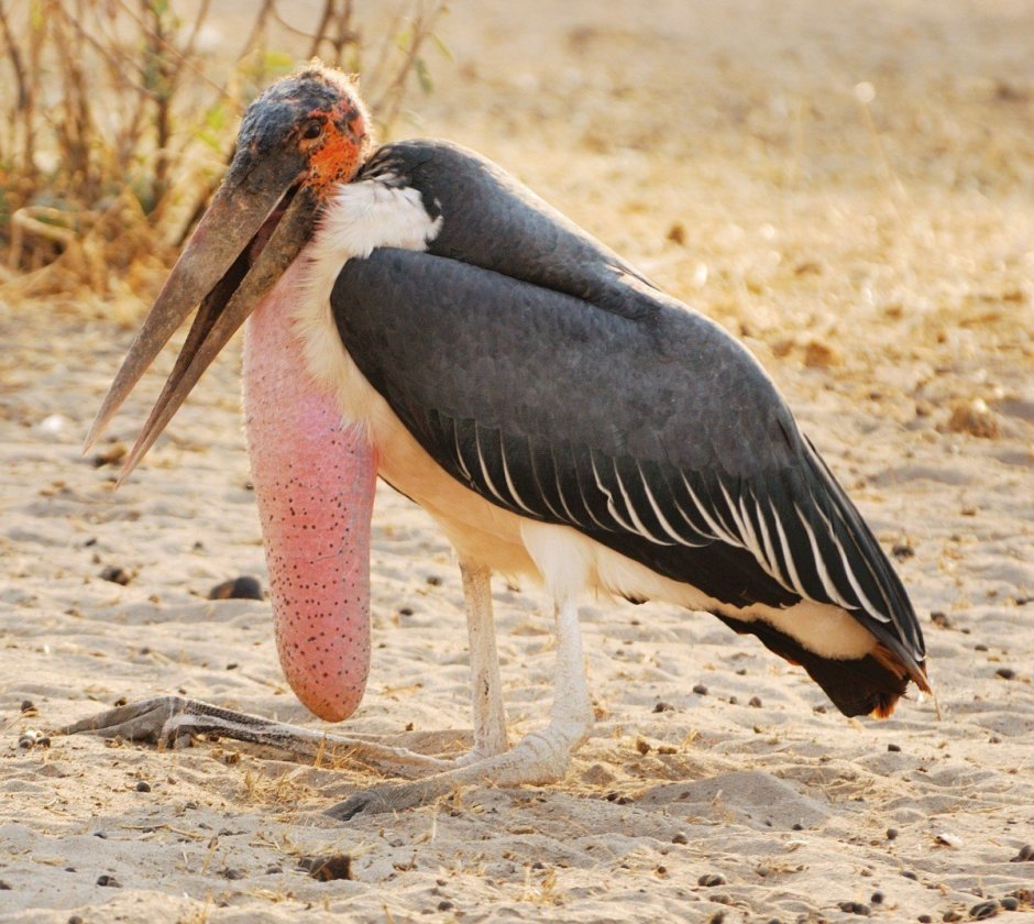 Африканский Аист Марабу