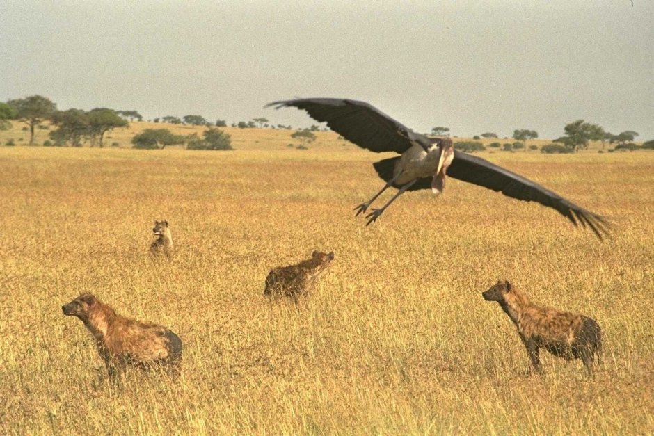 Птицы африканской саванны