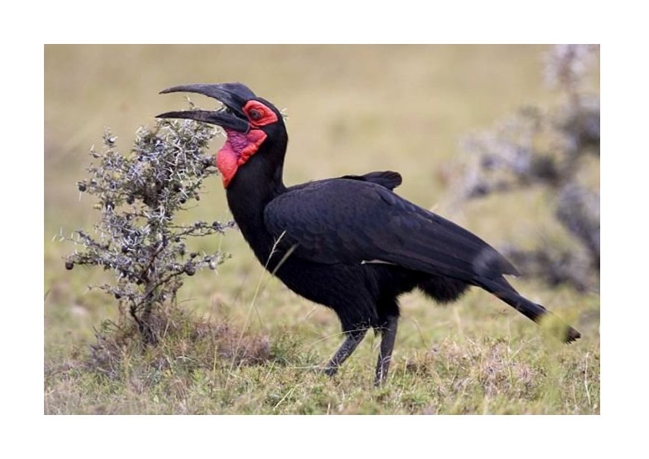 Bucorvus abyssinicus