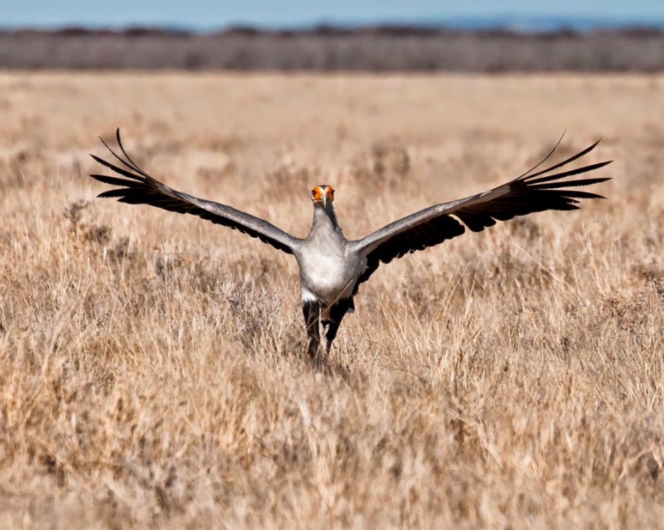 Животные Африки птица секретарь