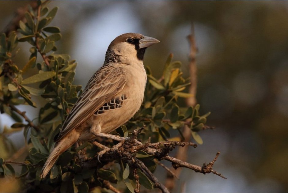 Болотный Ткач