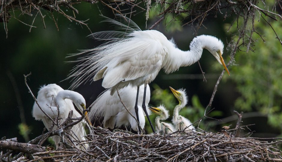 Пернатые птицы в саванне много