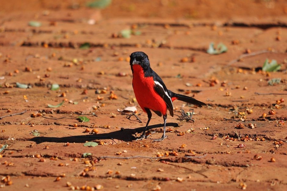 Птицы Южной Африки