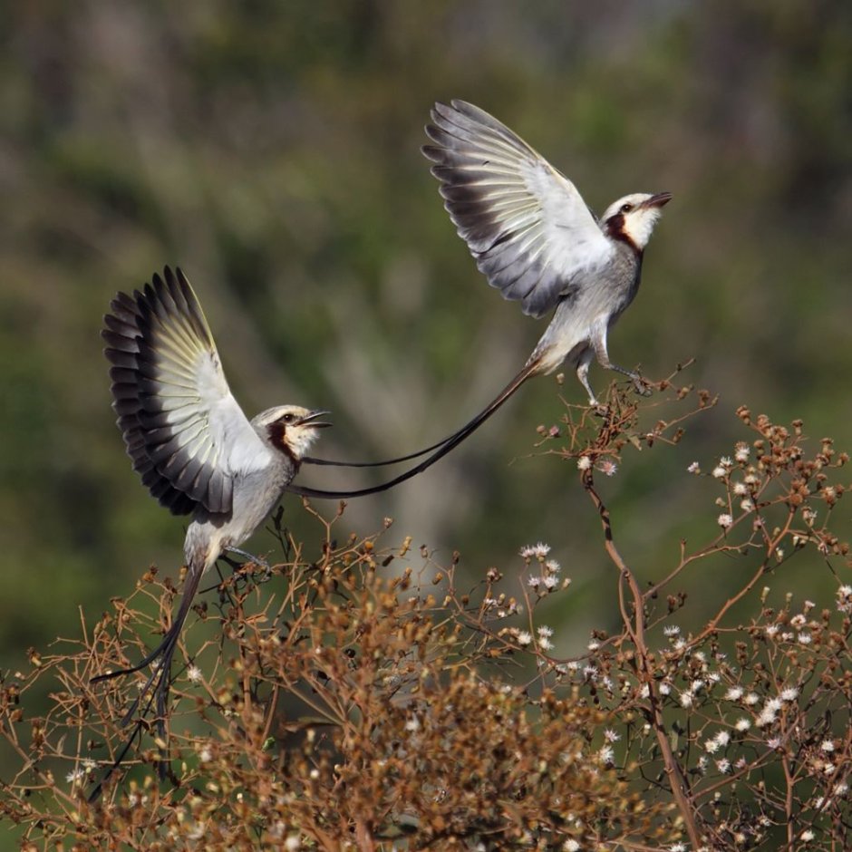 Вымпелохвостый тиран