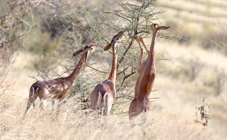Жирафовая Газель