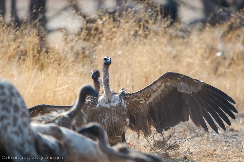 Птицы африканской саванны