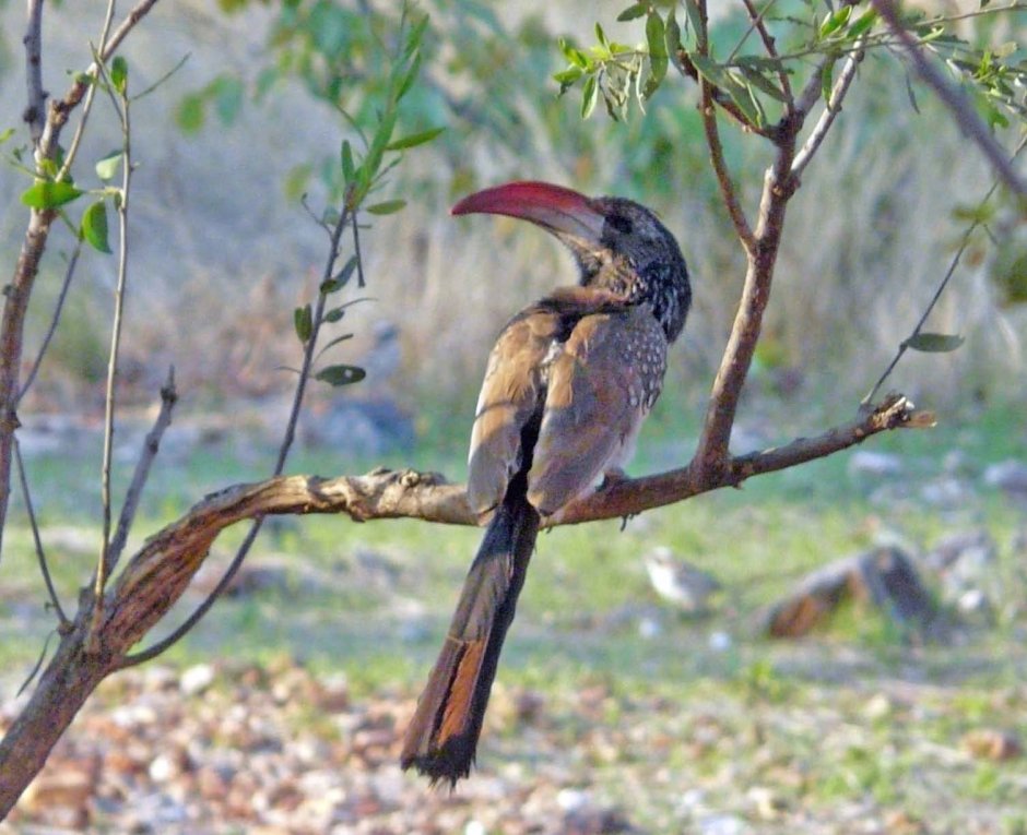 Африканские птицы