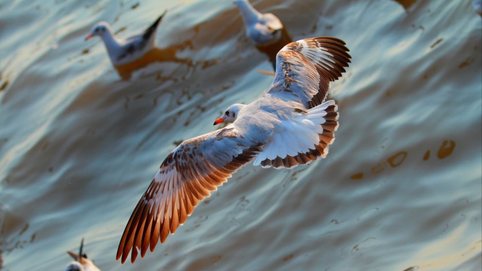 Kingfisher 96