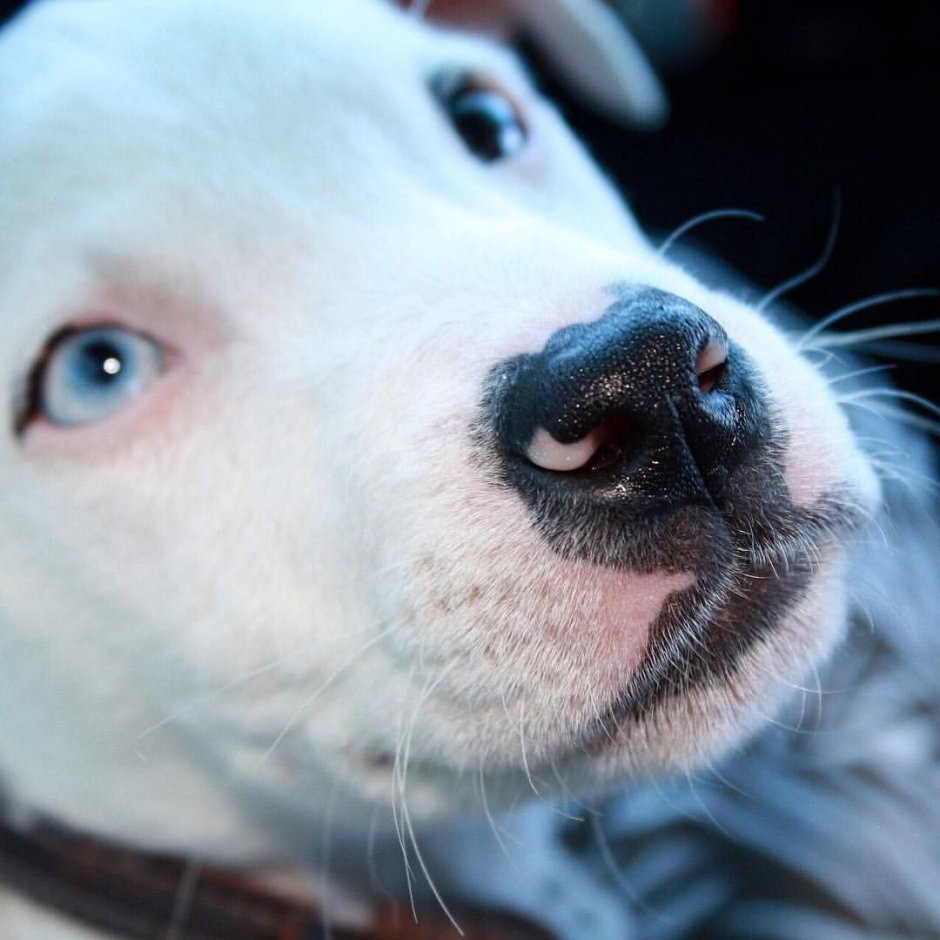 Pitbull with Blue Eyes