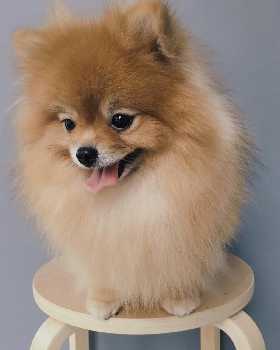 Померанский шпиц Teacup.