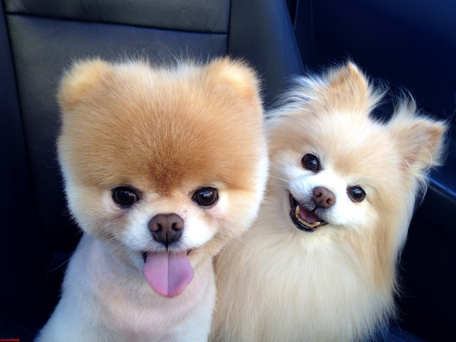 Померанский шпиц jiffpom белый