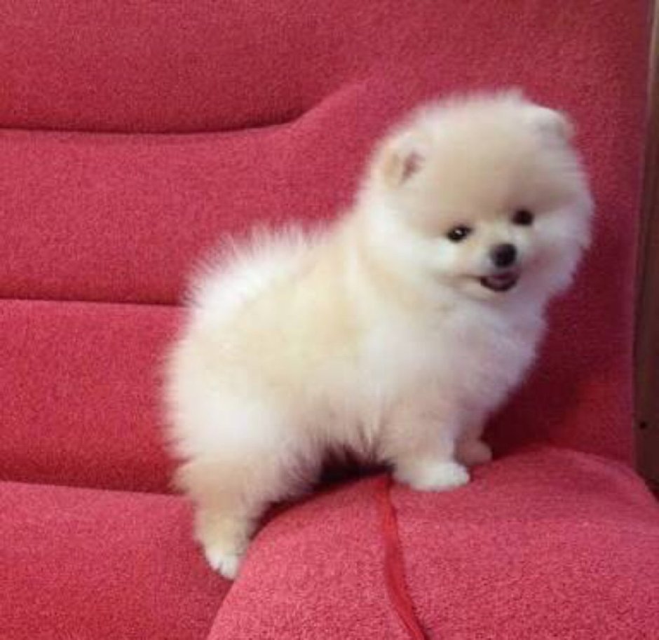 Померанский шпиц Boo
