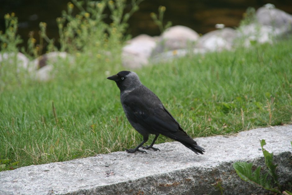 Западная Галка Corvus monedula