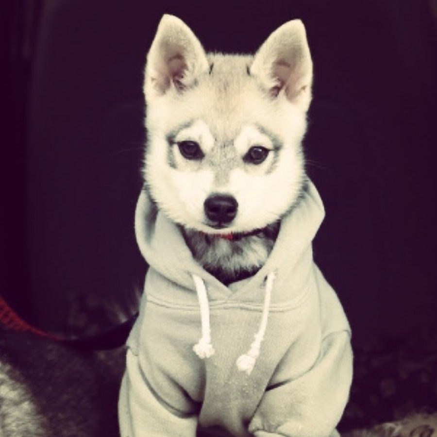 Девушка с собакой