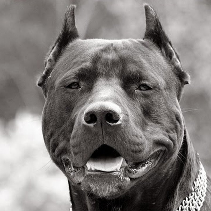 Собака Джо Джо ава