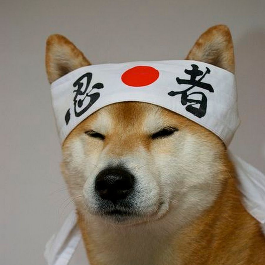 Акита ину Самурай