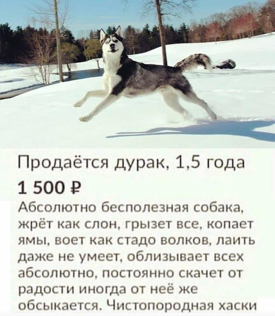 Собака ваншенг