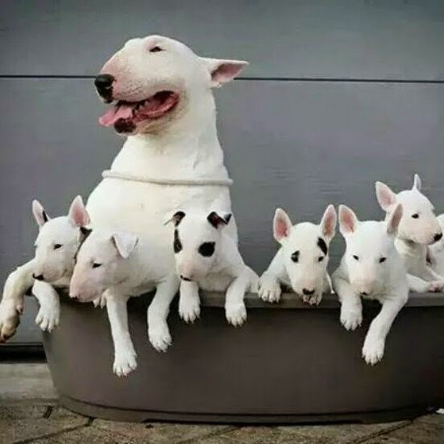 Бультерьер стандарт щенки