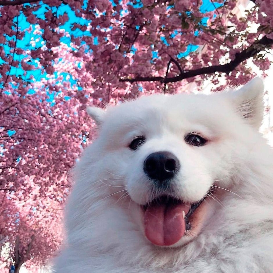 Самоед Сакура