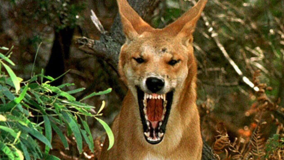 Собака Динго злая