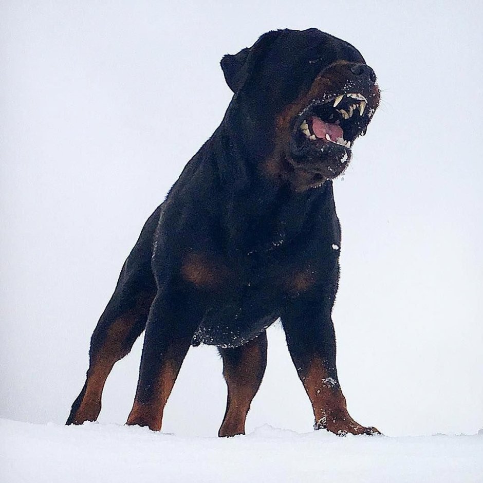 Улыбчивая хаски