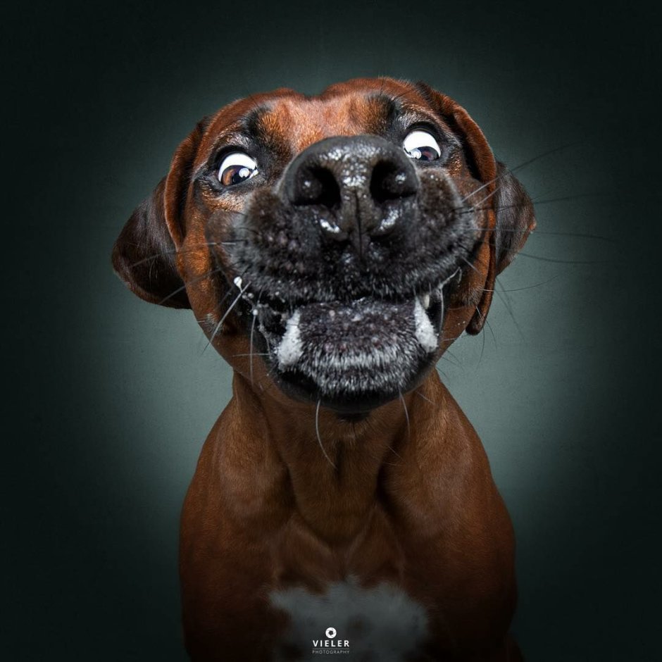 Животные бегут