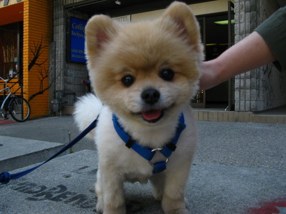 Доберман собака демон