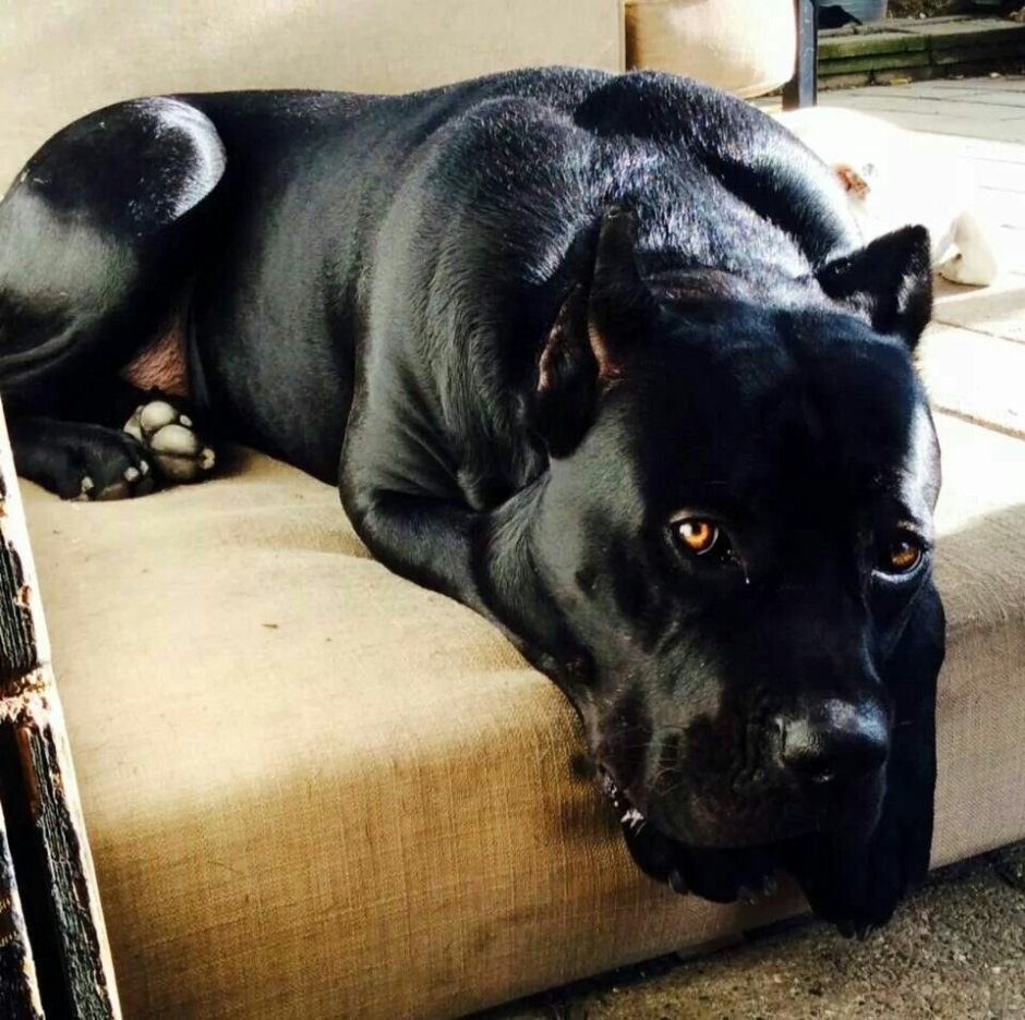 Кане Корсо и питбуль