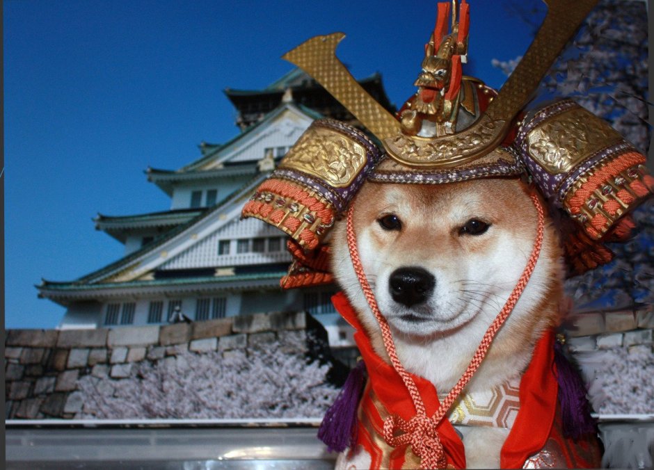 Фото маленьких собак