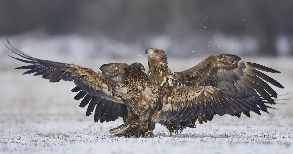 Ястреб канюк Орел Коршун