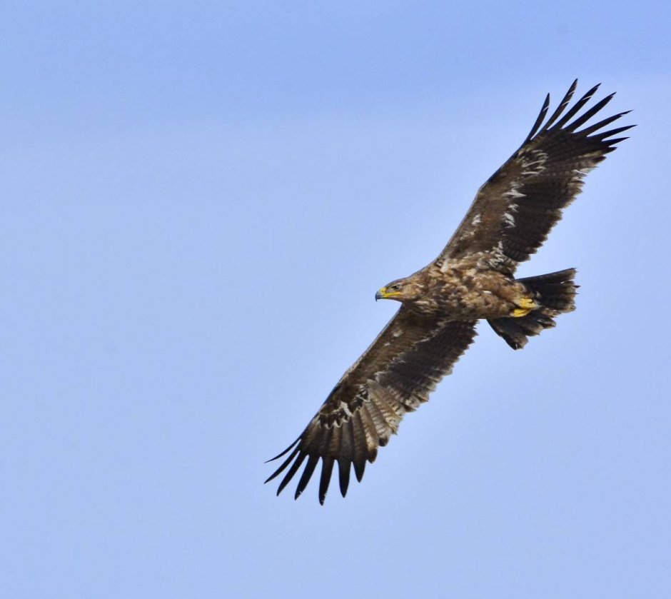 Оренбургский Степной Орел