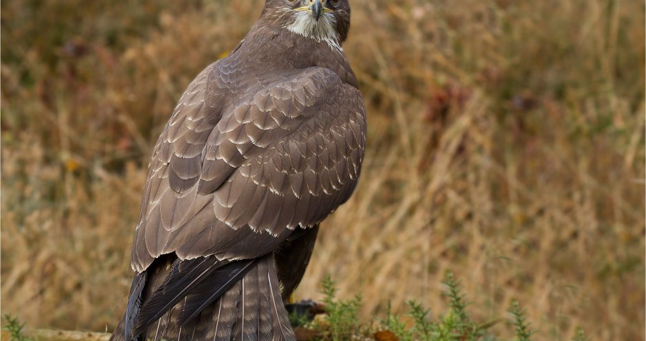 Канюк хищник