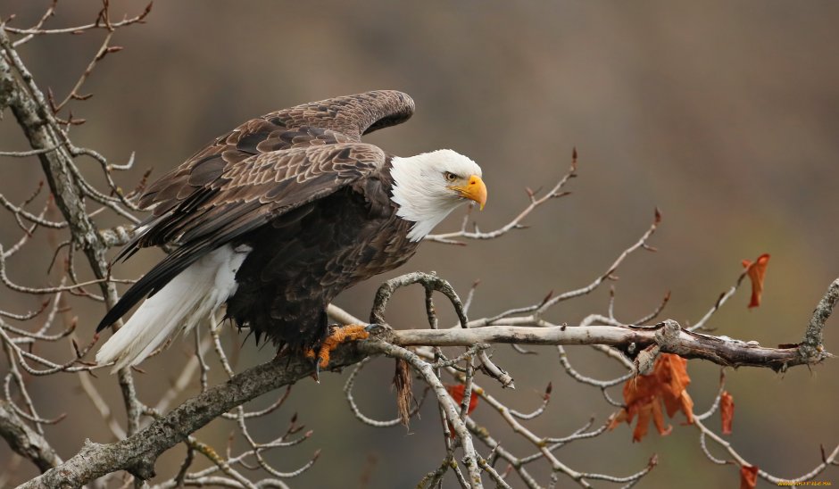 Клюв степного орла
