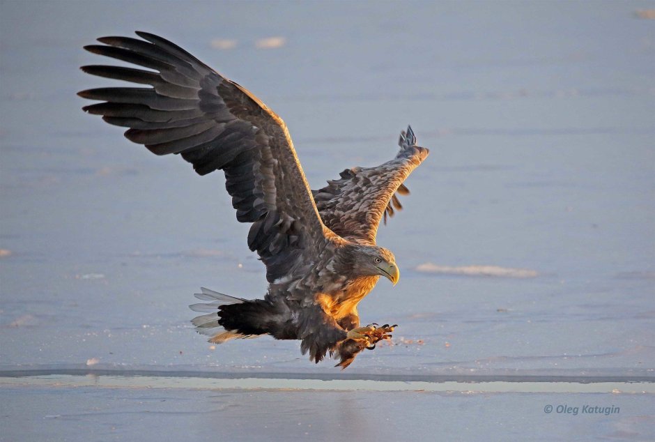 Императорский Орел могильник