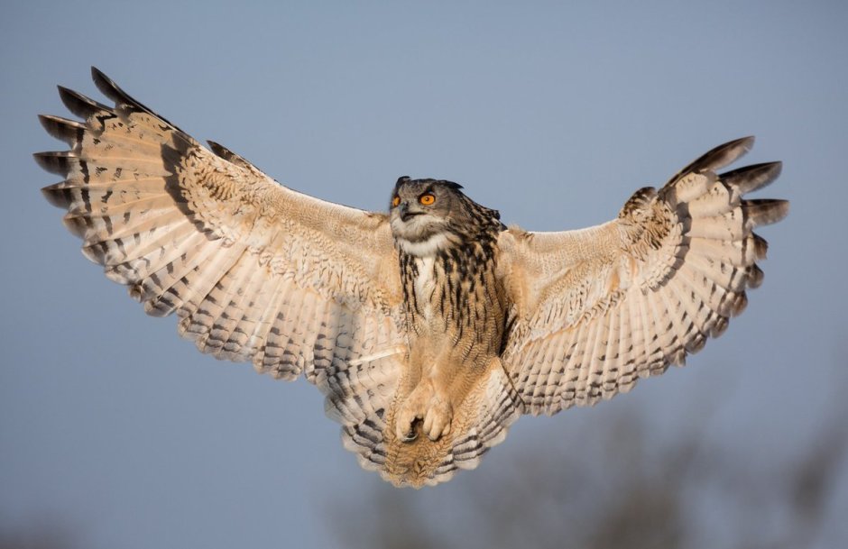 Охота Беркута на зайца