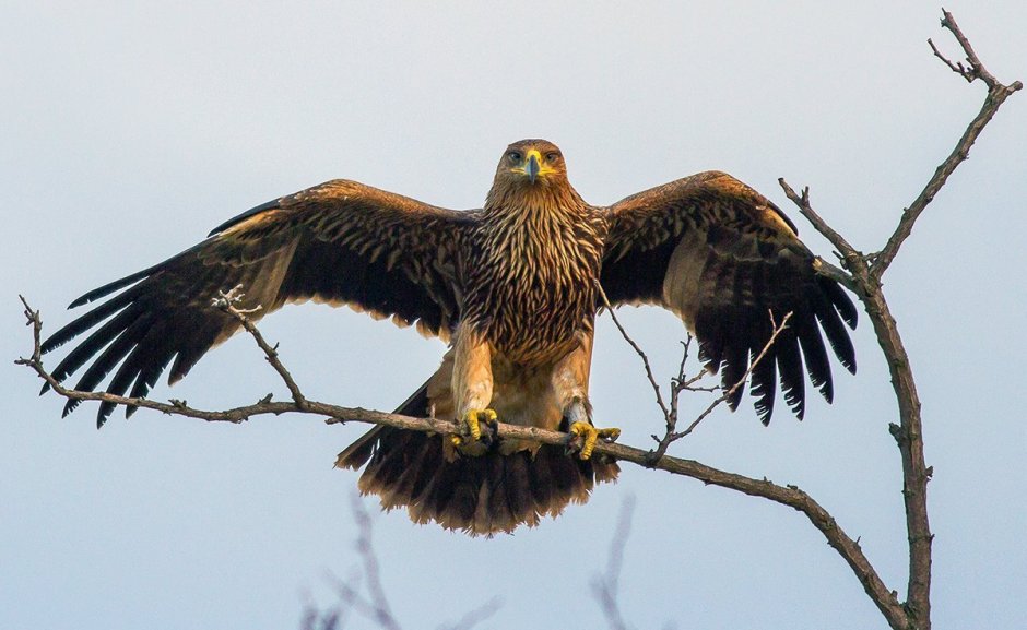 Беркут Халзан