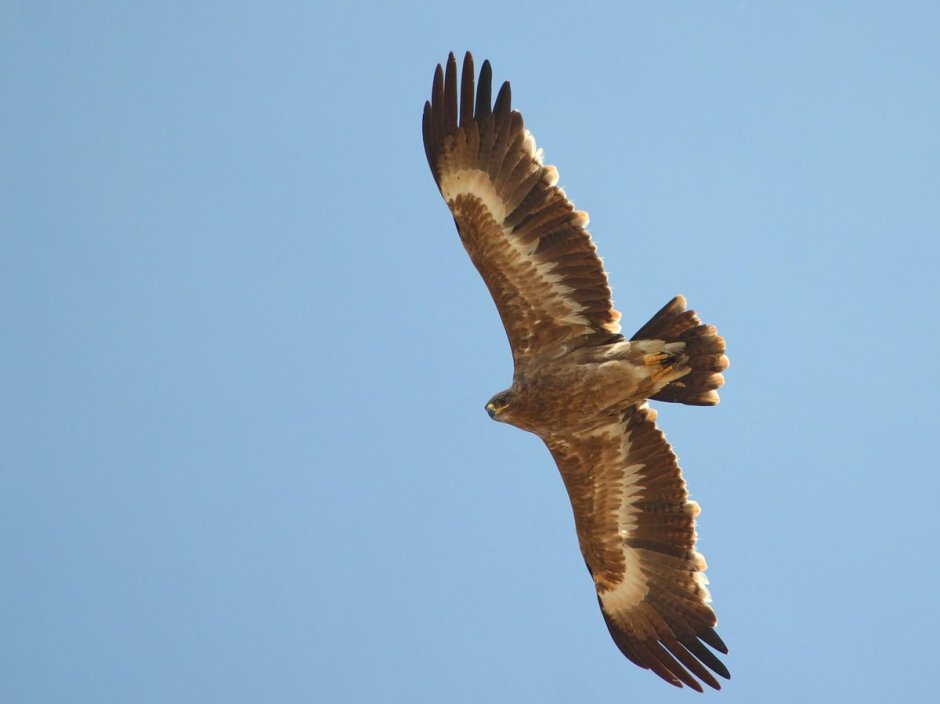 Степной орёл (Aquila nipalensis