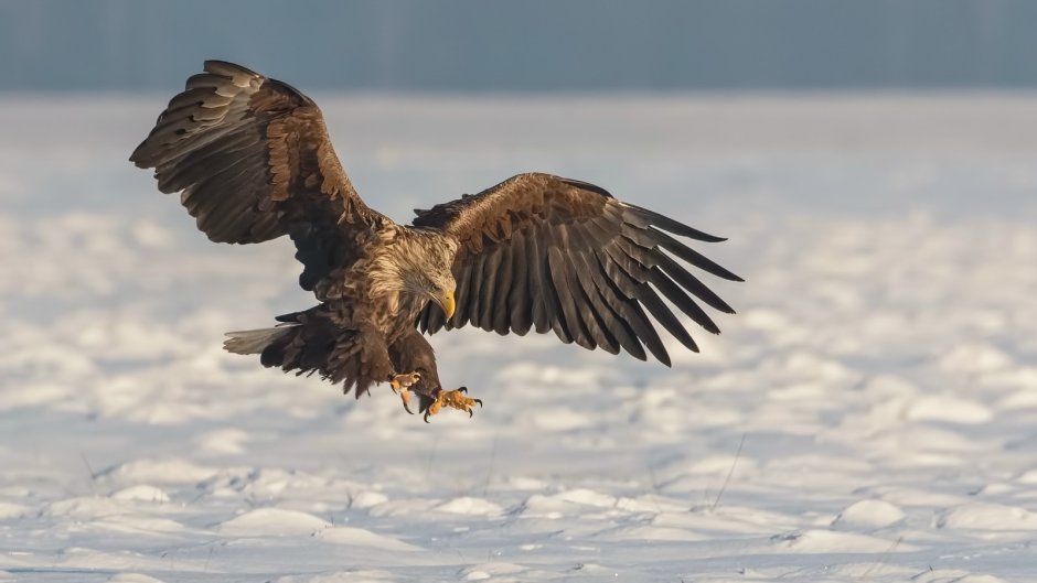 Орлан белохвост перья