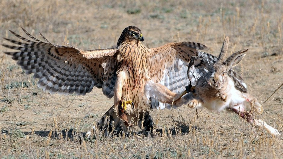 Орел ястреб Сокол Коршун Беркут