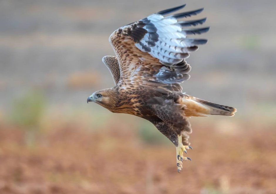 Курганник Степной